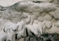 stunning marble eagles wing
